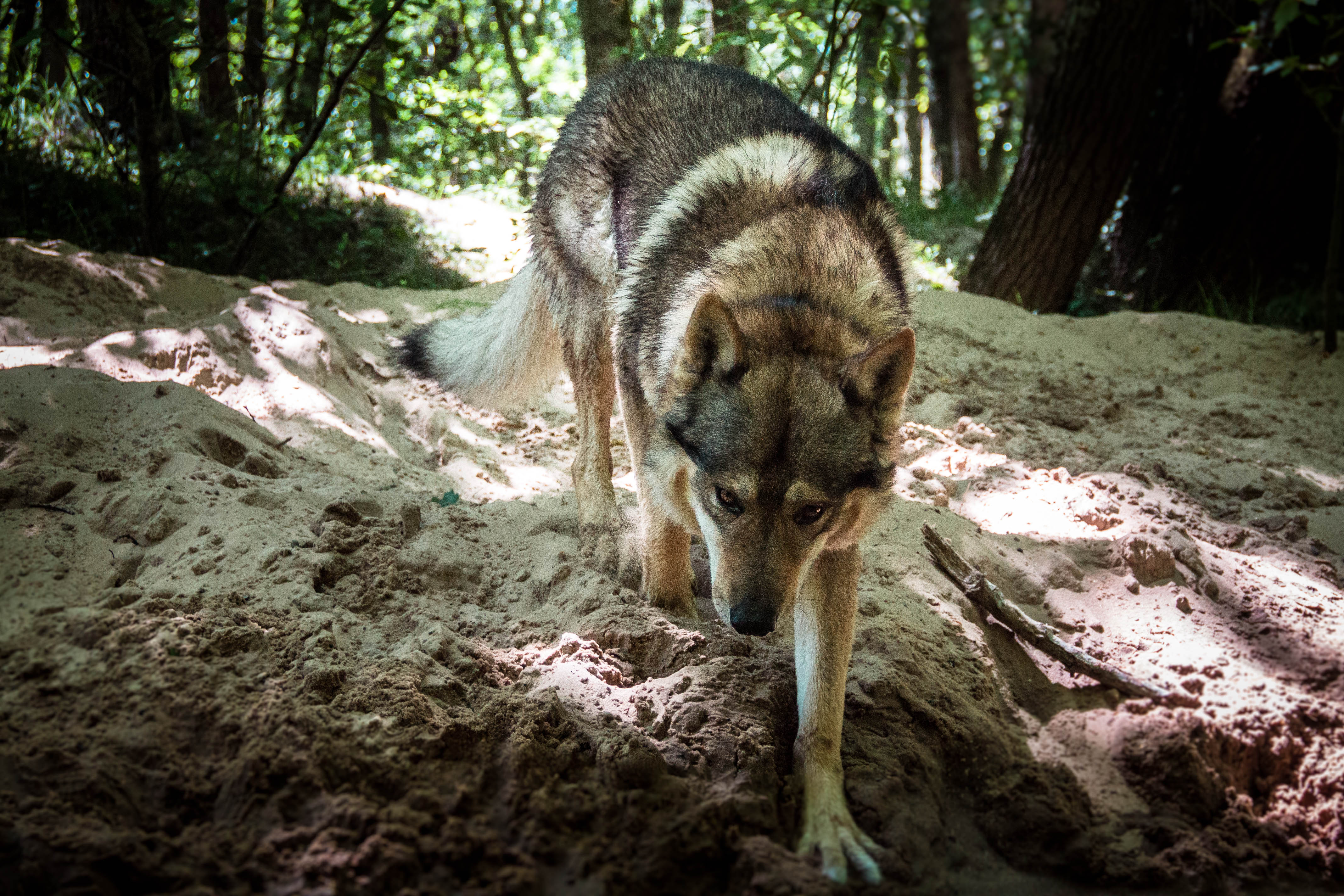 Le chien loup tchécoslovaque, une race de chien sensible !